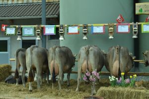 1DSC_0061